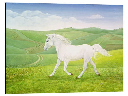 Aluminium print White Horse