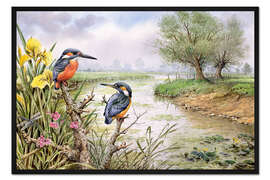 Gerahmter Kunstdruck Eisvögel am Flussufer