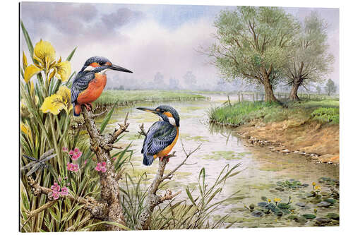 Gallery print Kingfishers on the riverbank