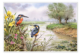 Poster  Deux martins-pêcheurs au bord de la rivière - Carl Donner