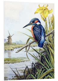 Foam board print Kingfisher with iris and windmill