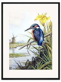Gerahmter Kunstdruck Eisvogel mit Iris und Windmühle