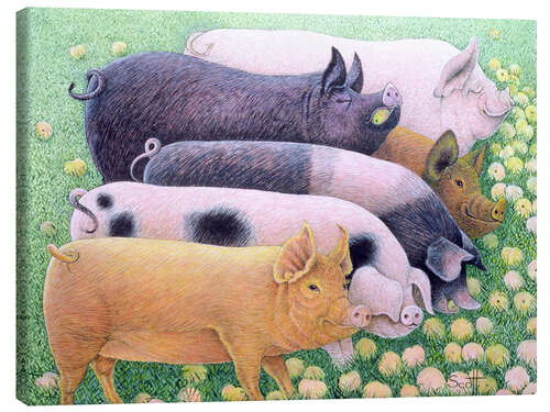 Quadro em tela Pigs