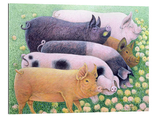 Tableau en plexi-alu Cochons