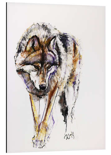 Aluminium print European Wolf