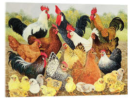 Quadro em acrílico Chicken family - Pat Scott
