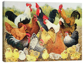 Canvas print Chicken family - Pat Scott