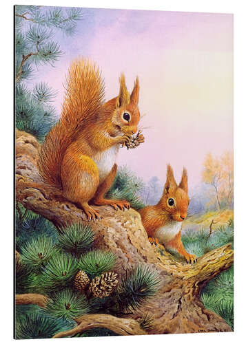 Aluminium print Pair of Red Squirrels on a Scottish Pine