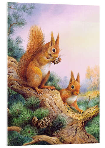 Gallery print Pair of Red Squirrels on a Scottish Pine