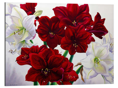 Obraz na aluminium Red and white Amaryllis, 2008