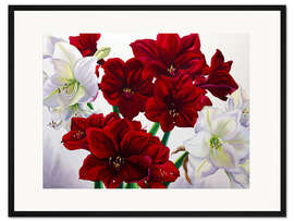 Gerahmter Kunstdruck Rote und weiße Amaryllis, 2008