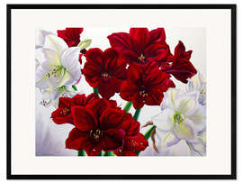 Stampa artistica con cornice Amaryllis rosso e bianco, 2008