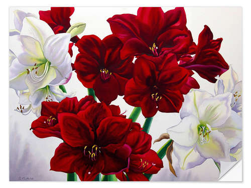 Selvklebende plakat Rød og hvit Amaryllis, 2008