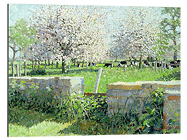 Aluminium print Cows in the Orchard