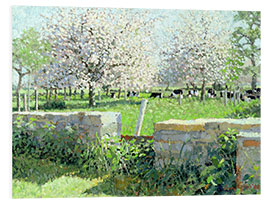 Foam board print Cows in the Orchard