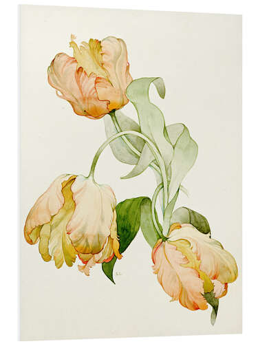 Tableau en PVC Parrot tulips