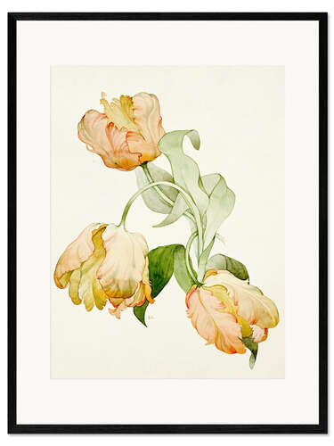 Framed art print Parrot tulips