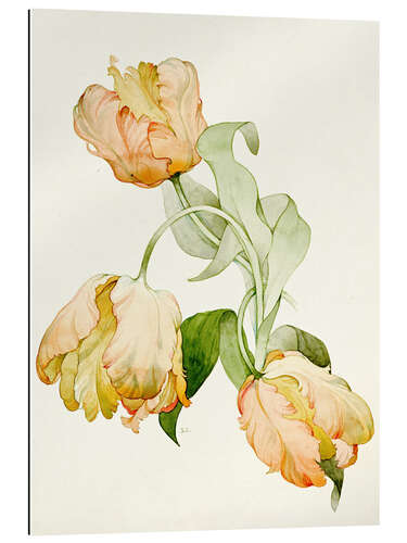 Galleritryck Parrot tulips