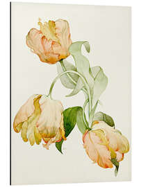 Magnettafel Papageientulpen