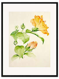 Framed art print Hibiscus rosa-sinensis