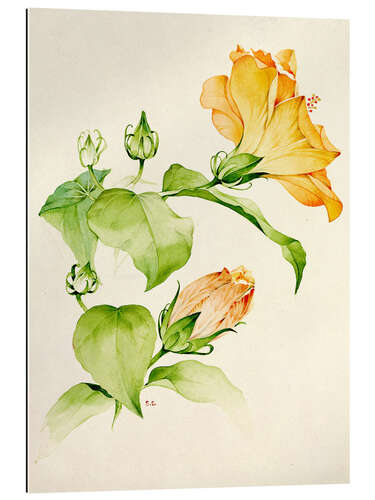 Gallery print Hibiscus rosa-sinensis