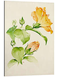 Magnettafel Hibiscus rosa-sinensis