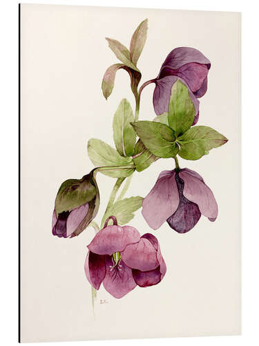 Aluminium print Helleborus atrorubens