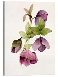 Canvas print Helleborus atrorubens