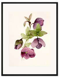 Gerahmter Kunstdruck Helleborus atrorubens