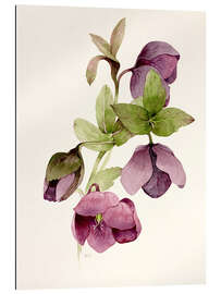 Gallery print Helleborus atrorubens