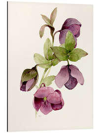 Magnettafel Helleborus atrorubens