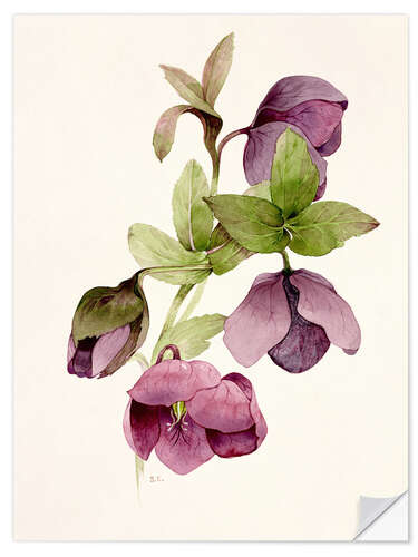 Sticker mural Helleborus atrorubens