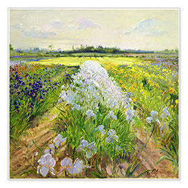 Kunstwerk  Flowers on a field - Timothy Easton