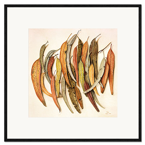 Framed art print Eucalyptus Leaves, 2004