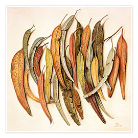 Wandbild  Eukalyptus Blätter, 2004 - Jenny Barron
