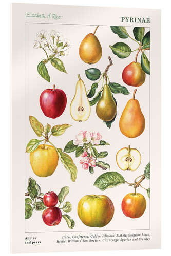 Obraz na szkle akrylowym Apples and pears