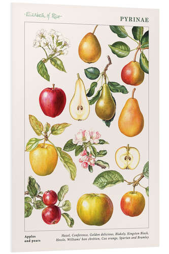 Foam board print Apples and pears