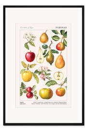 Gerahmter Kunstdruck Äpfel und Birnen (englisch)