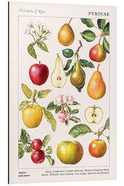 Magnettafel Äpfel und Birnen (englisch)