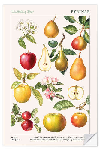 Naklejka na ścianę Apples and pears