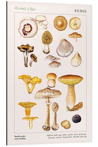 Quadro em alumínio Mushrooms and truffles