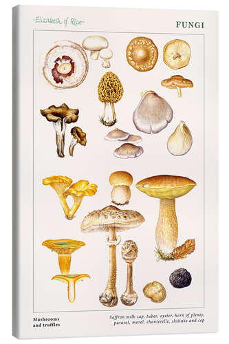 Quadro em tela Mushrooms and truffles