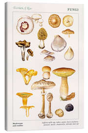 Tableau sur toile  Mushrooms and truffles - Elizabeth Rice
