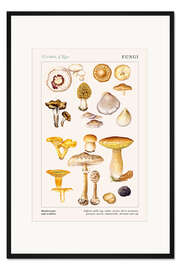 Gerahmter Kunstdruck Pilze und Trüffel (englisch)