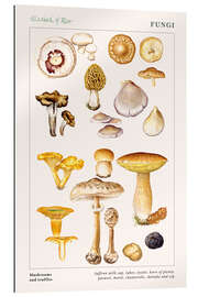 Gallery print Mushrooms and truffles