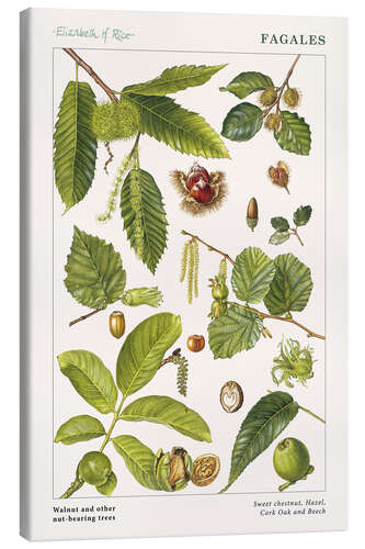 Canvas print Walnut and other nut-bearing trees