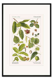 Gerahmter Kunstdruck Walnuss und andere Nussfrüchte tragende Bäume (englisch)