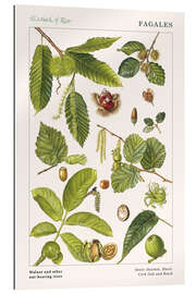 Gallery print Walnut and other nut-bearing trees