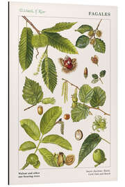 Magnettafel Walnuss und andere Nussfrüchte tragende Bäume (englisch)