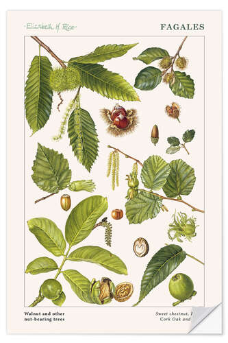 Wall sticker Walnut and other nut-bearing trees